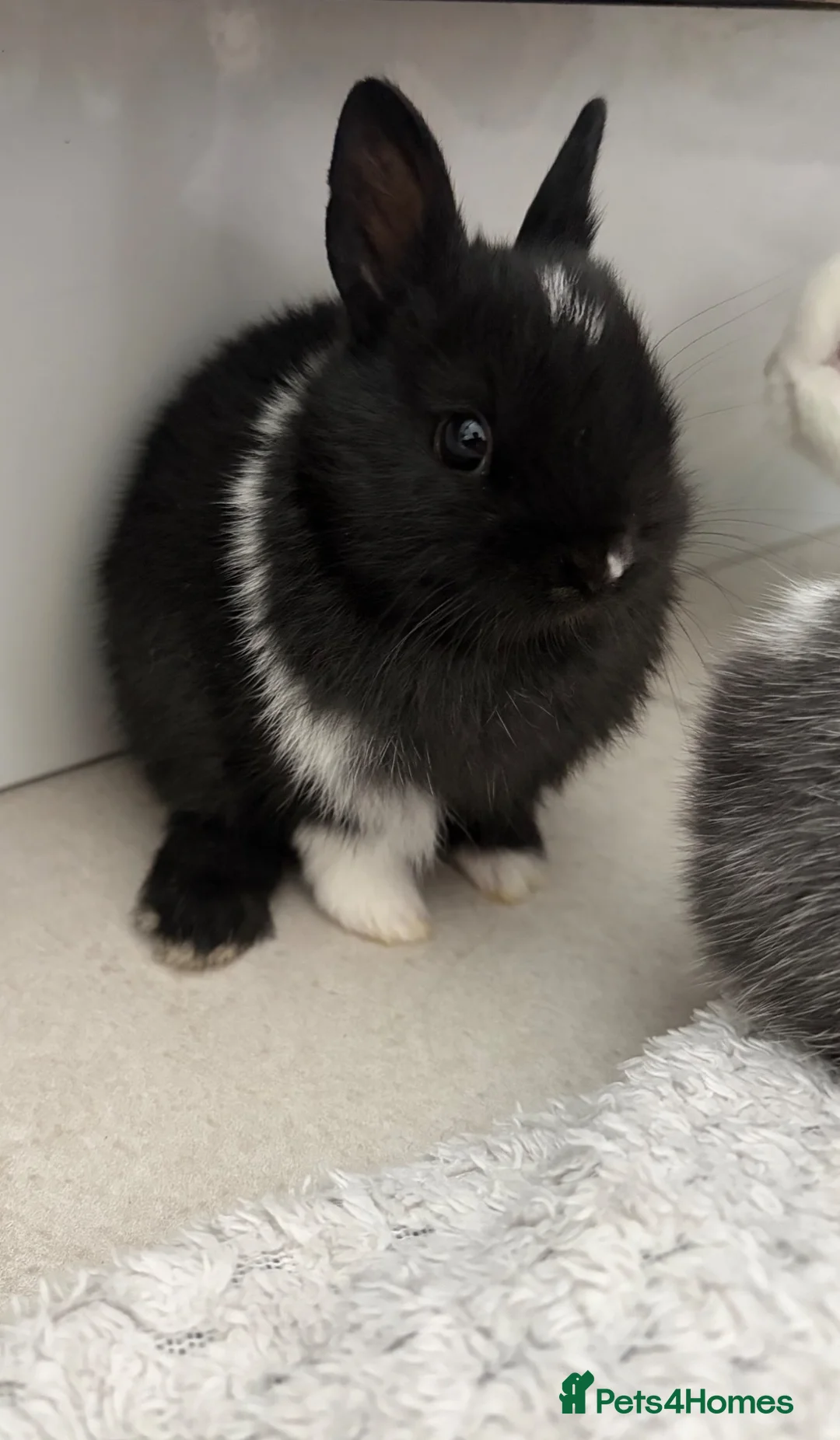 Netherland Dwarf rabbits for sale: Ready to go 3 Left Netherland Dwarf Bunnies  - Advert 2