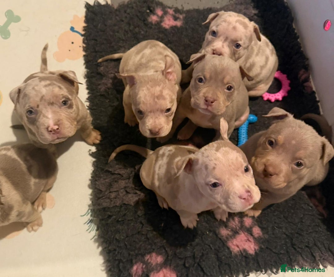 American Bully dogs for sale: ABKC pocket bullies - Ready to leave, wrong date  - Image 5