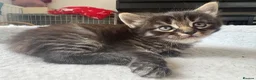 Mixed Breed cats for sale: Two beautiful female kittens available  in Chipping Norton - Advert 5
