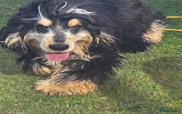 Cocker Spaniel dogs for sale: Kc Show male cocker spainel 10 months - Advert 6