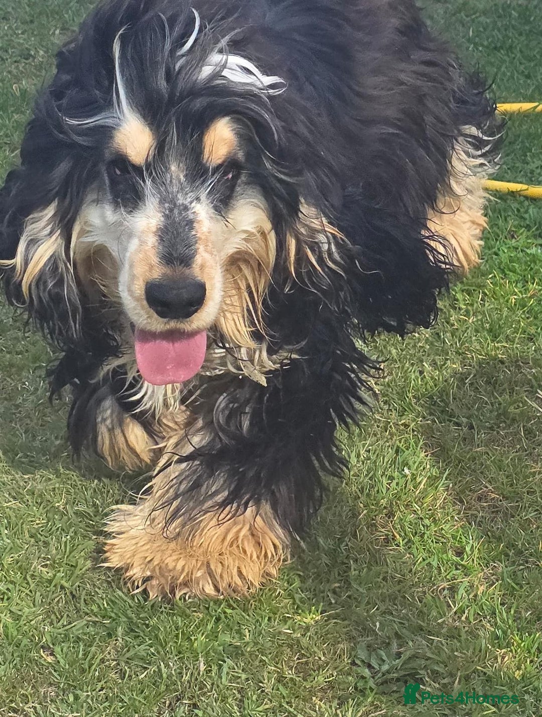 Cocker Spaniel dogs for sale: Kc Show male cocker spainel 10 months - Advert 6