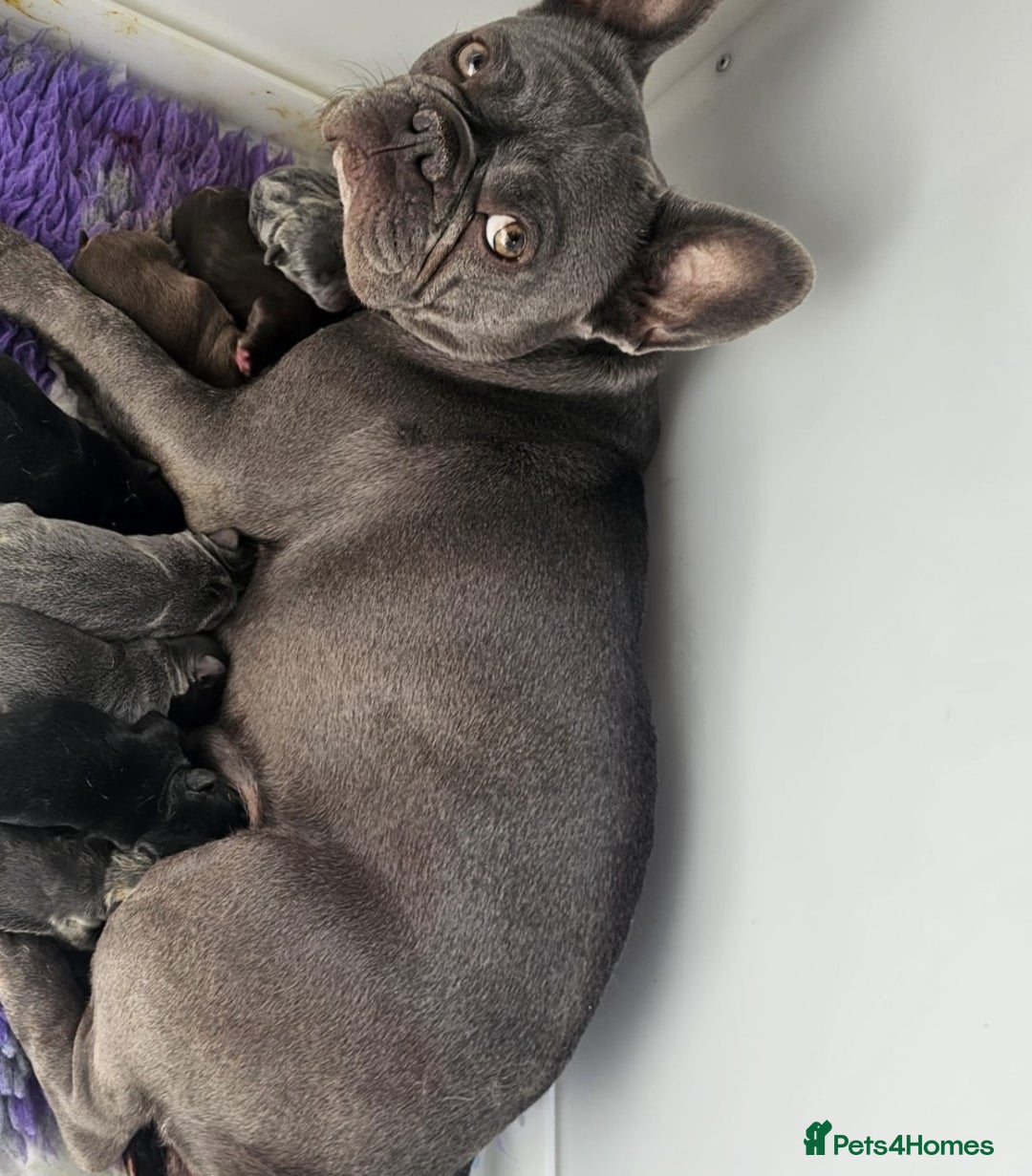 French Bulldog dogs for sale: BEAUTIFUL BIG  **  VELVET GIRL 🥰 - Advert 12