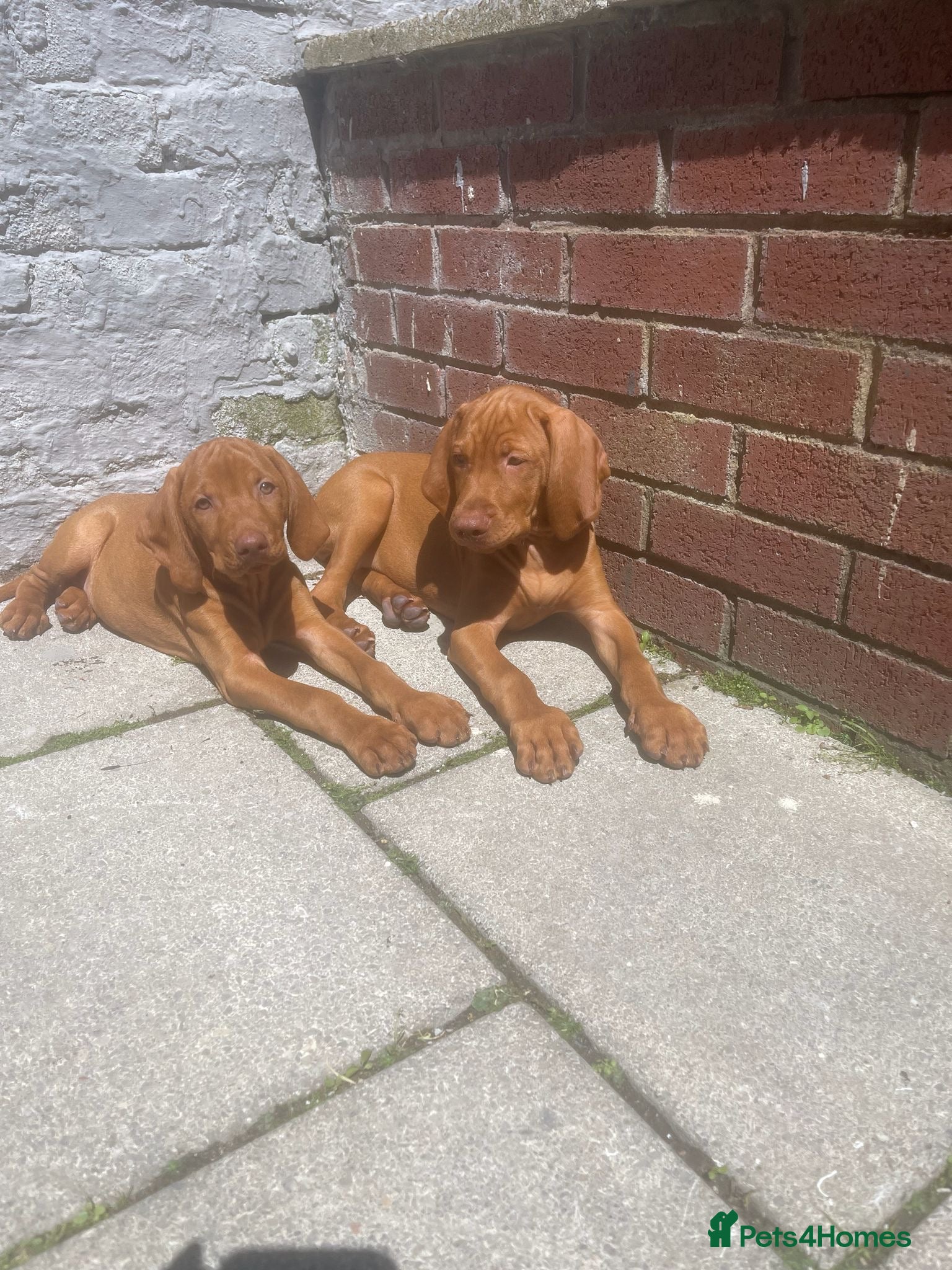 Hungarian Vizsla dogs Import champion puppies - Advert 18
