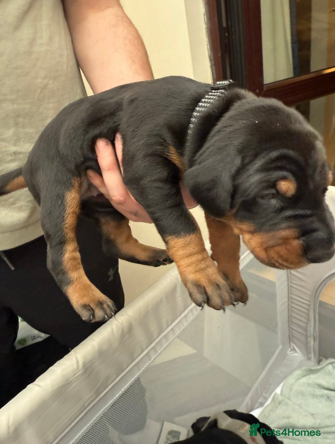 Dobermann dogs for sale: Top quality Doberman puppies  - Advert 15