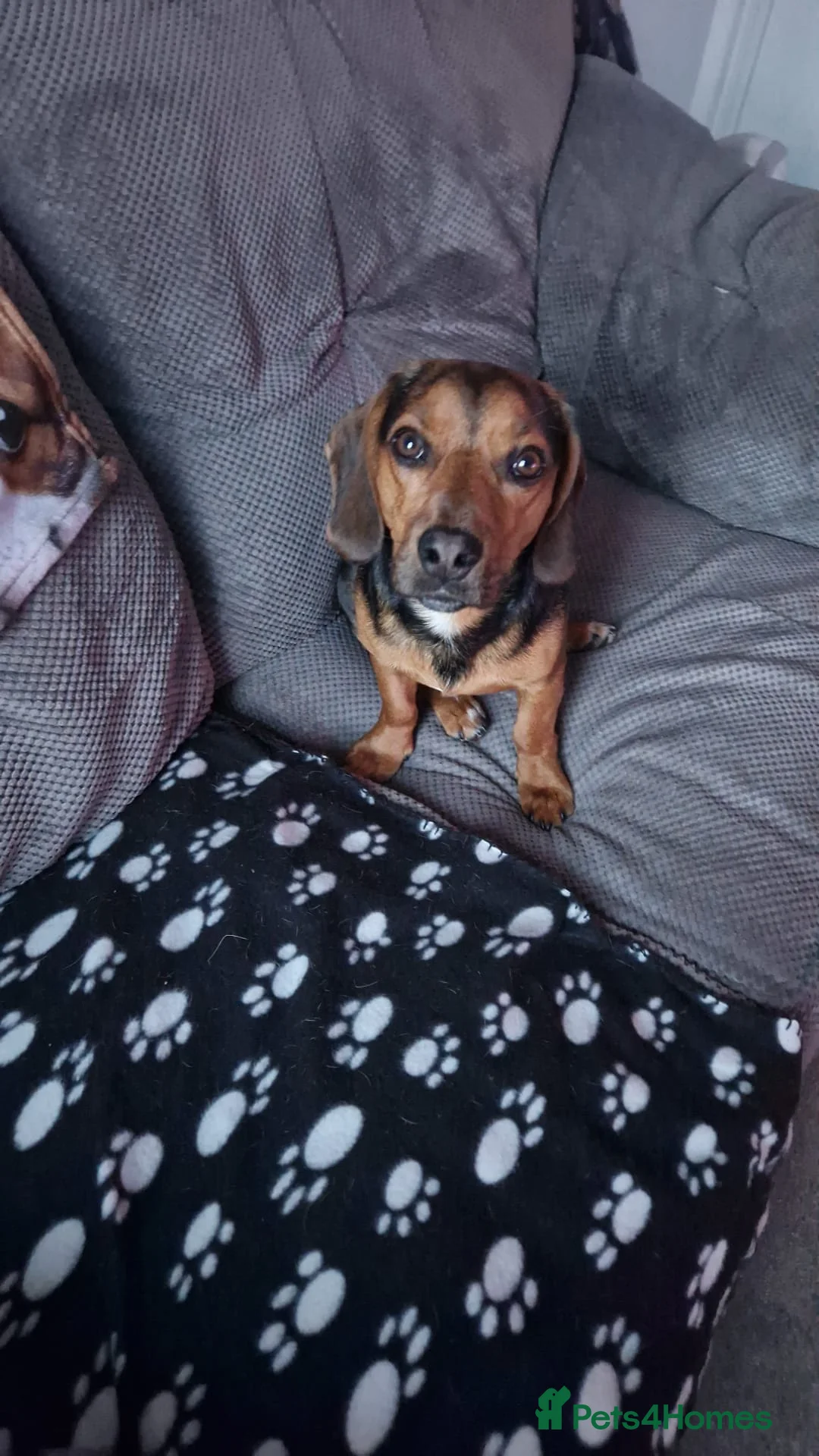 Mixed Breed dogs for sale: Ozzyw - Advert 2