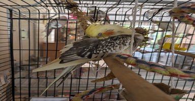 Cockatiels birds - Advert 7
