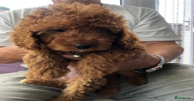Cavapoo dogs - Advert 4