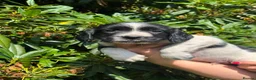 English Springer Spaniel dogs for sale: READY NOW ! Kc registered Springer Spaniel Puppies - Advert 24