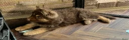 German Shepherd dogs for sale: 6 beautiful male German shepherd puppies for sale  - Advert 9