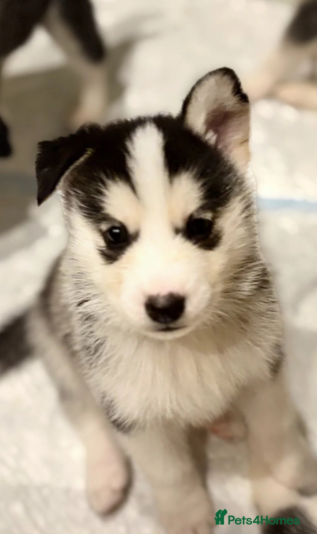 Siberian Husky dogs for sale: Siberian Huskies 2 male 4 female  - Advert 3