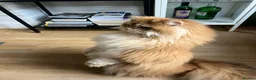 British Longhair cats for sale: VET BRED HEALTH TESTED GCCF KITTENS NOW + WAITLIST - Advert 35