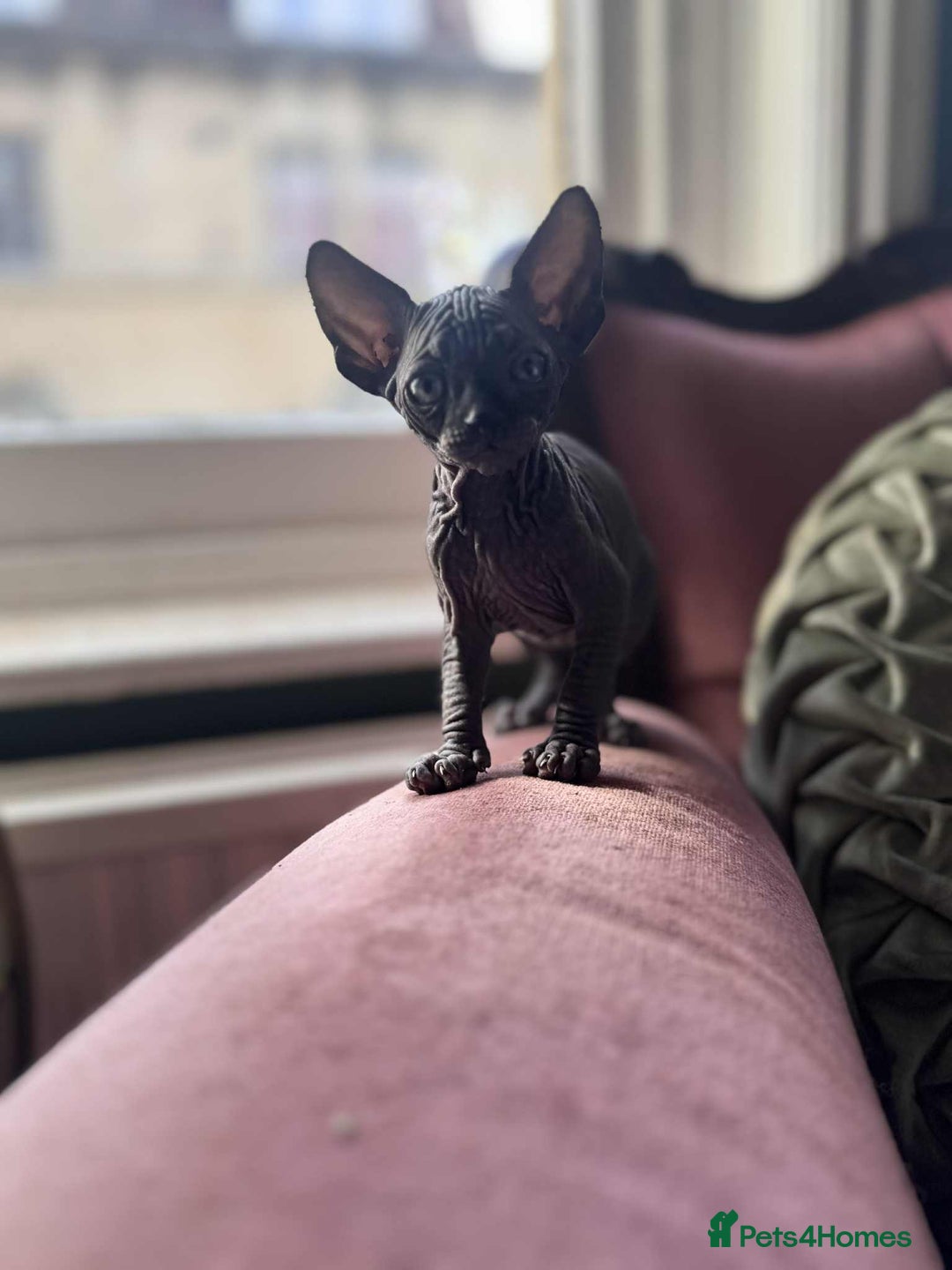 Sphynx cats for sale: Sphynx kittens  - Image 6