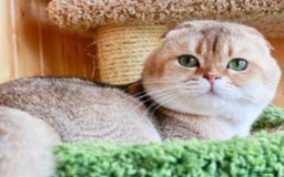 Scottish Fold cats for sale: LUXURY GOLDEN CHINCHILLA SCOTTISH FOLD KITTENS  - Image 14