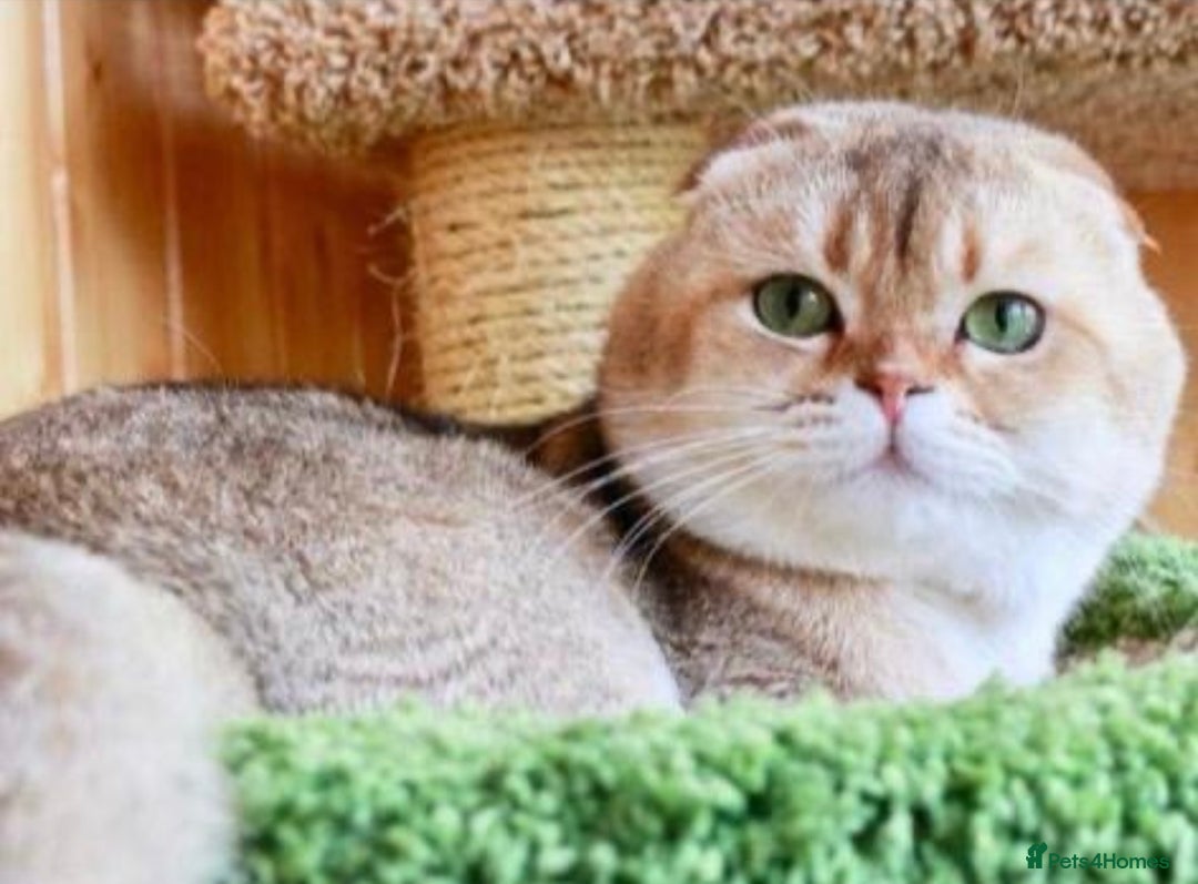 Scottish Fold cats for sale: LUXURY GOLDEN CHINCHILLA SCOTTISH FOLD KITTENS  - Image 14