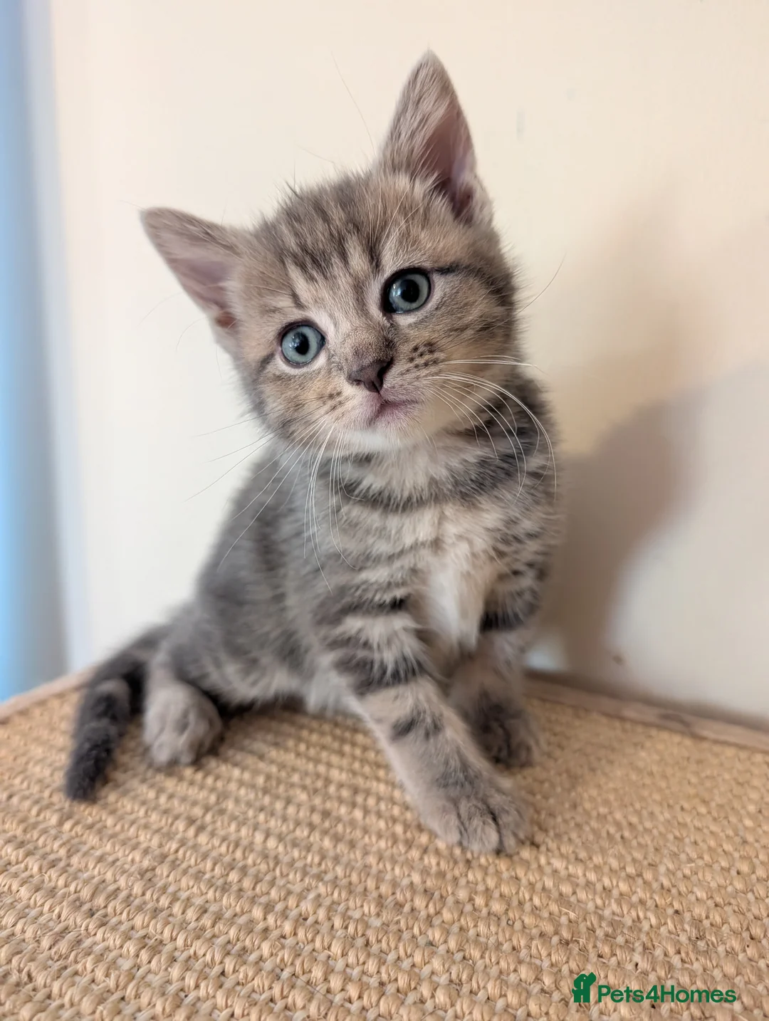 Mixed Breed cats for sale: Gorgeous kittens looking for forever homes - Advert 2