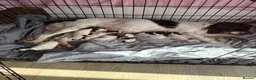 English Springer Spaniel dogs for sale: Litter of springer spaniel puppies!  - Advert 11