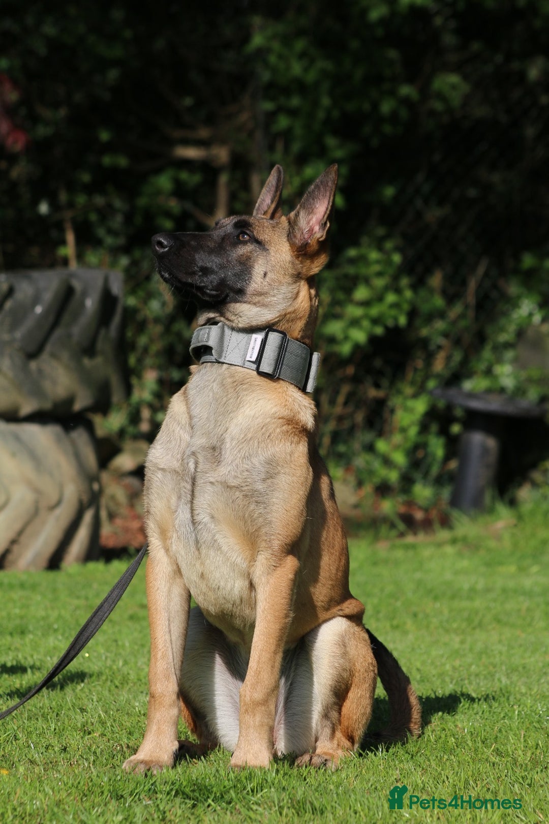 Belgian Shepherd Dog dogs for sale:  Sadie 1 Year Old Belgian Malinois, Smart & Loving - Advert 3
