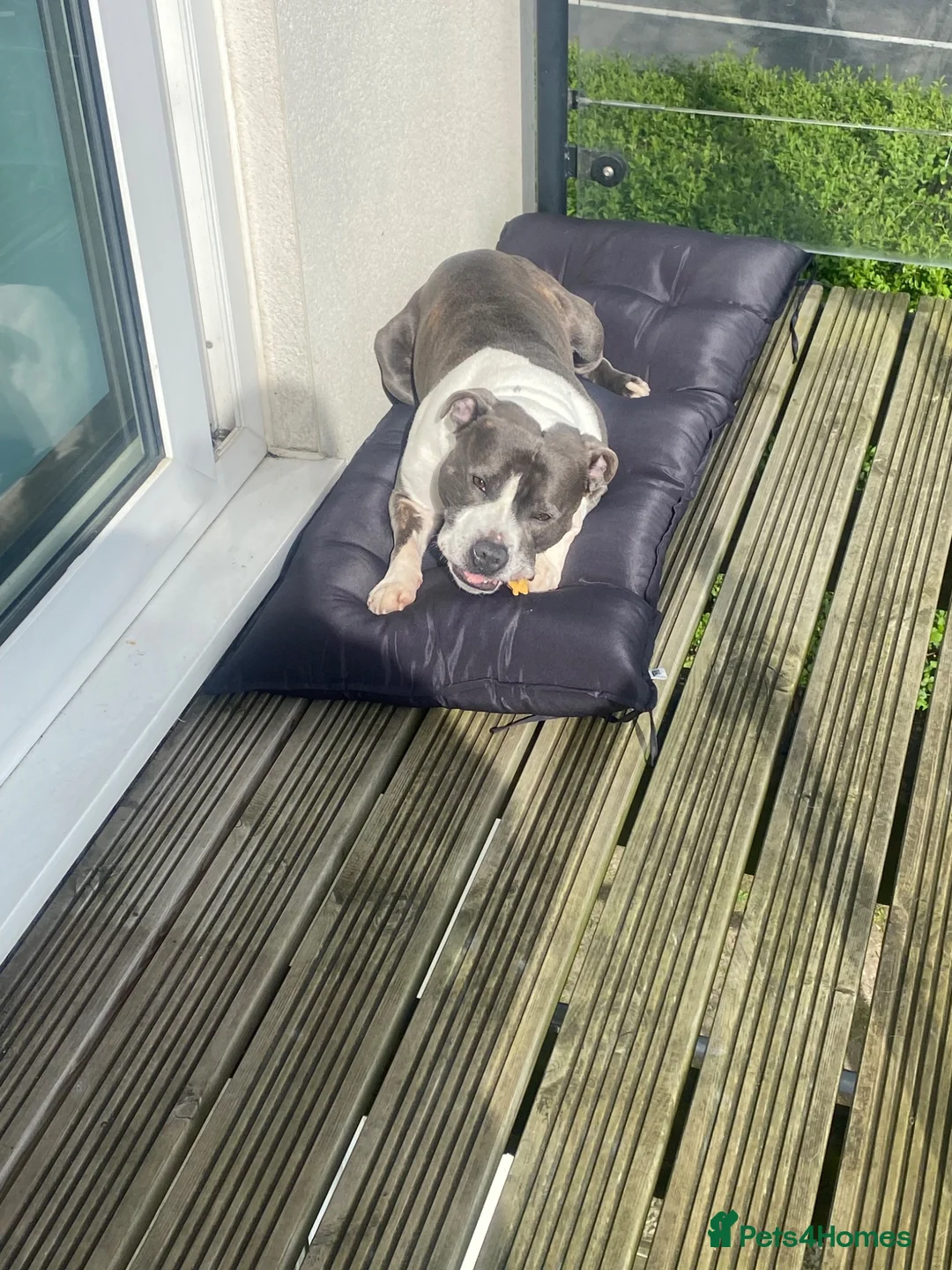Staffordshire Bull Terrier dogs for stud: Hugo (stud) in Southsea - Advert 11