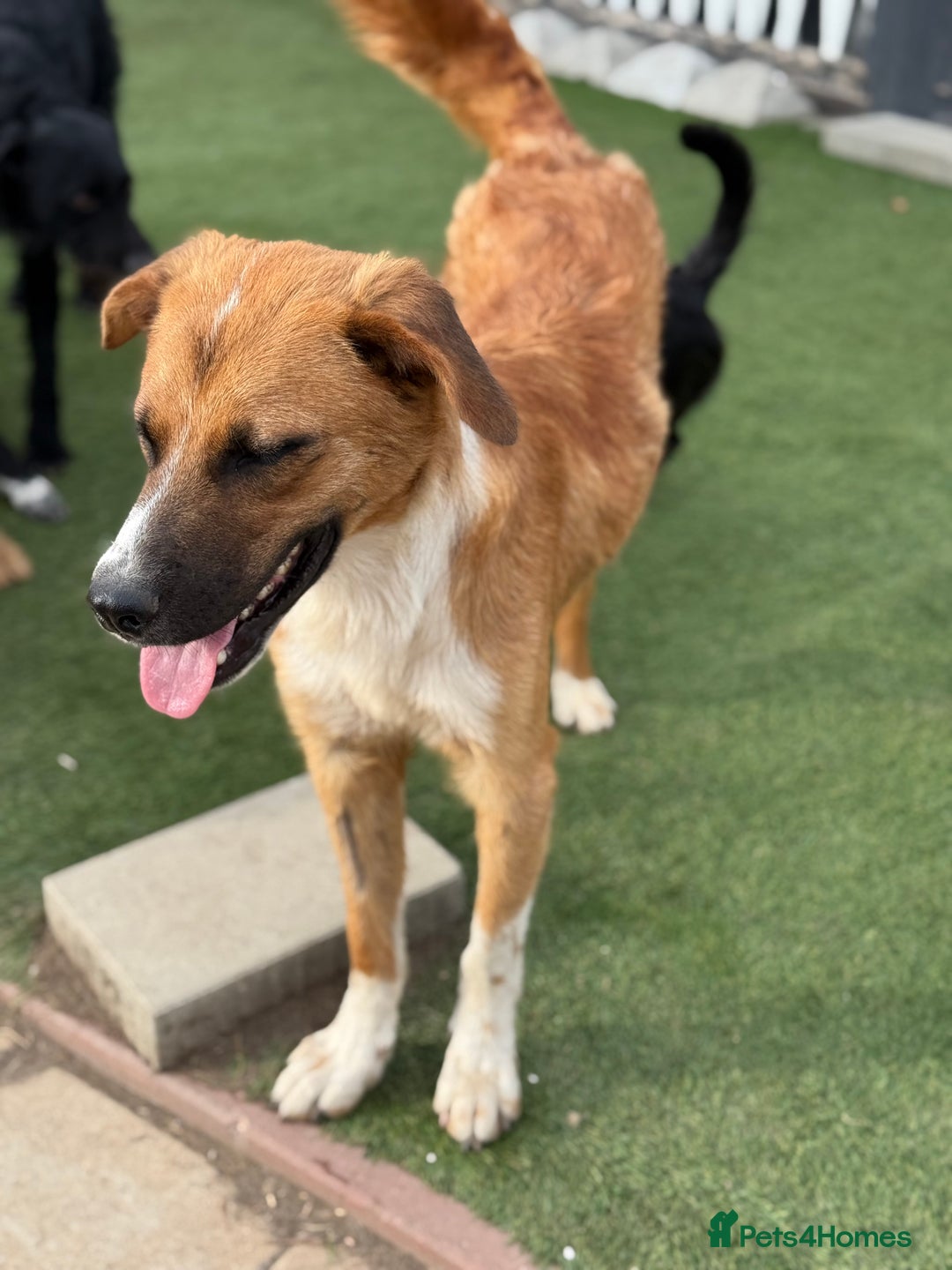 Mixed Breed dogs for adoption: Sweet Armin looking for LOvE - Image 17