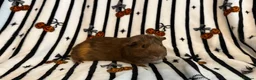 Guinea Pig rodents for sale: 2 bonded brother guinea pigs  in Worcester - Advert 5