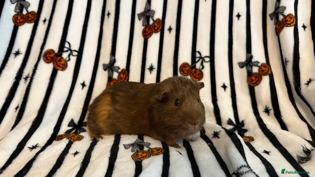 Guinea Pig rodents for sale: 2 bonded brother guinea pigs  in Worcester - Advert 5