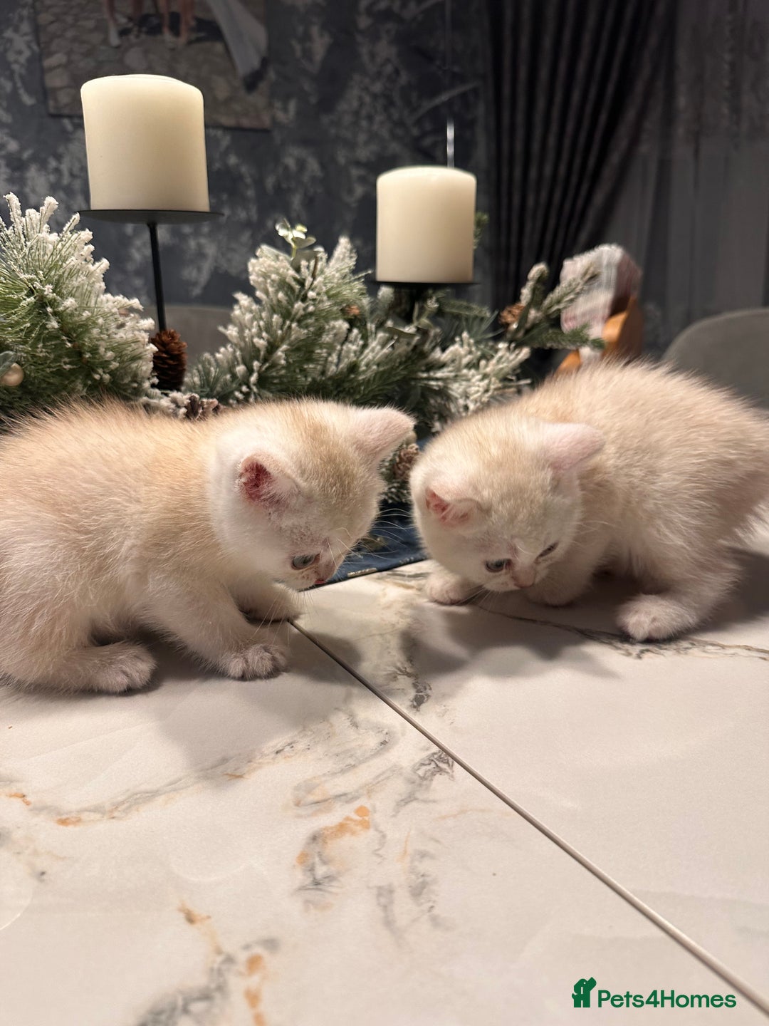 Scottish Fold cats for sale: Adorable Scottish Fold/Straight kittens  - Advert 4