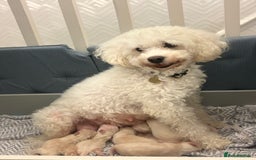 Mixed Breed dogs for sale: Peke-a-Chon puppies 🐶  - Image 21