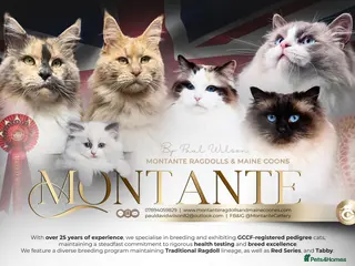 Ragdoll cats for sale: Ragdoll Kittens - Advert 2