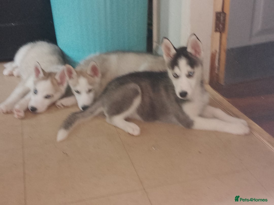 Siberian Husky dogs for sale: Siberian Husky Puppies in Birmingham - Image 23