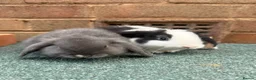Mini Lop rabbits for sale: Rex/mini lop/mini lop x lion head bunnies. - Advert 9