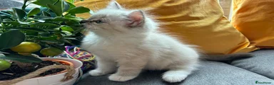 Ragdoll Kitten 3