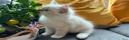 Ragdoll cats for sale: Luxury Blue Point Mitted Ragdoll Kittens - Advert 22
