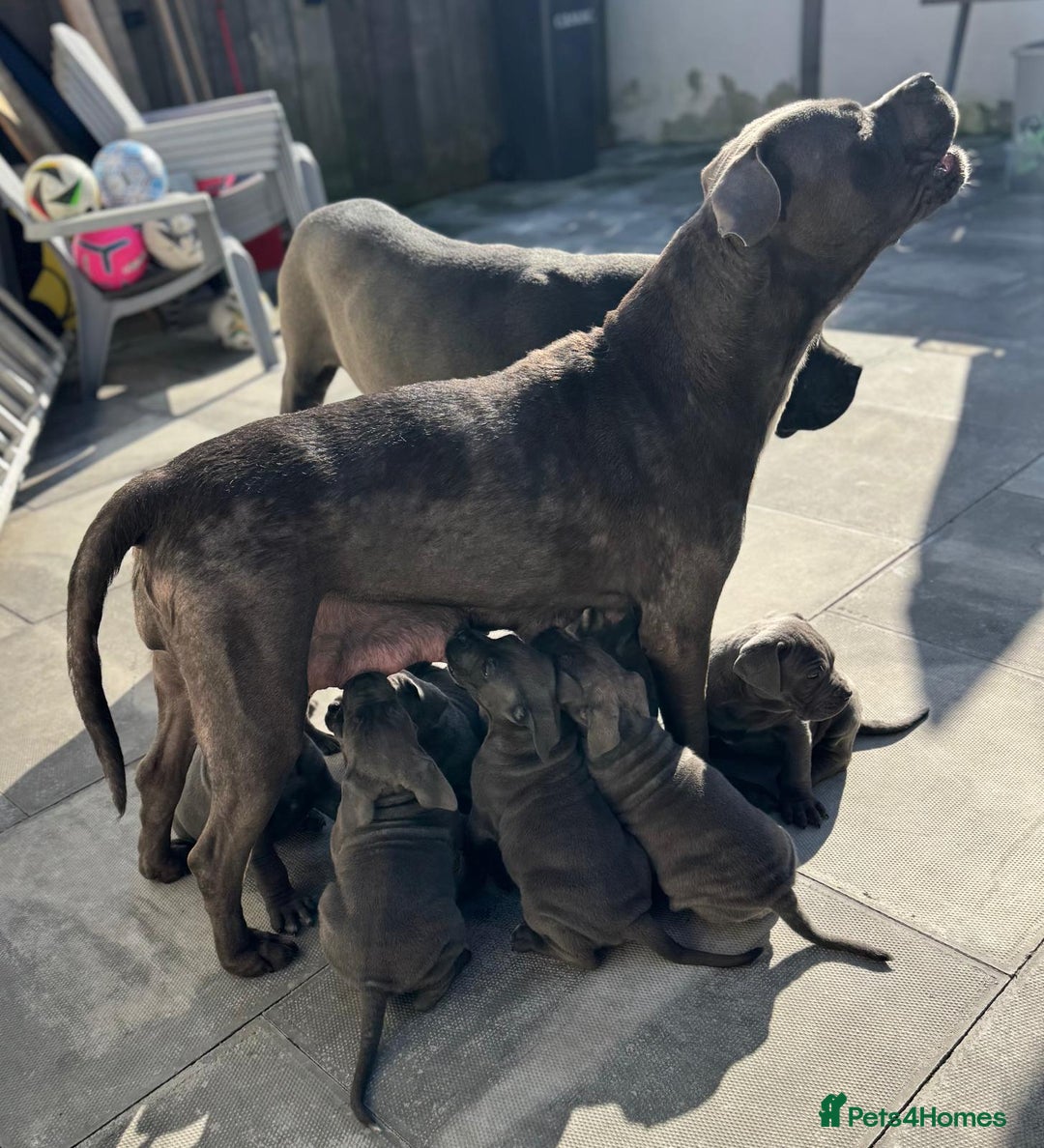 Cane Corso dogs for sale: Champion breed boodline cane corso  - Image 1