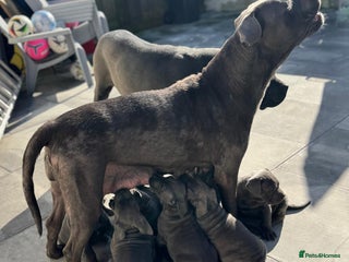 Cane Corso dogs for sale - Advert 1
