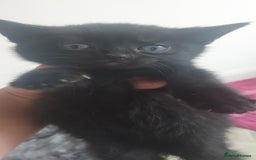Mixed Breed cats for sale: Looking for loving home.Free of charge - Image 1