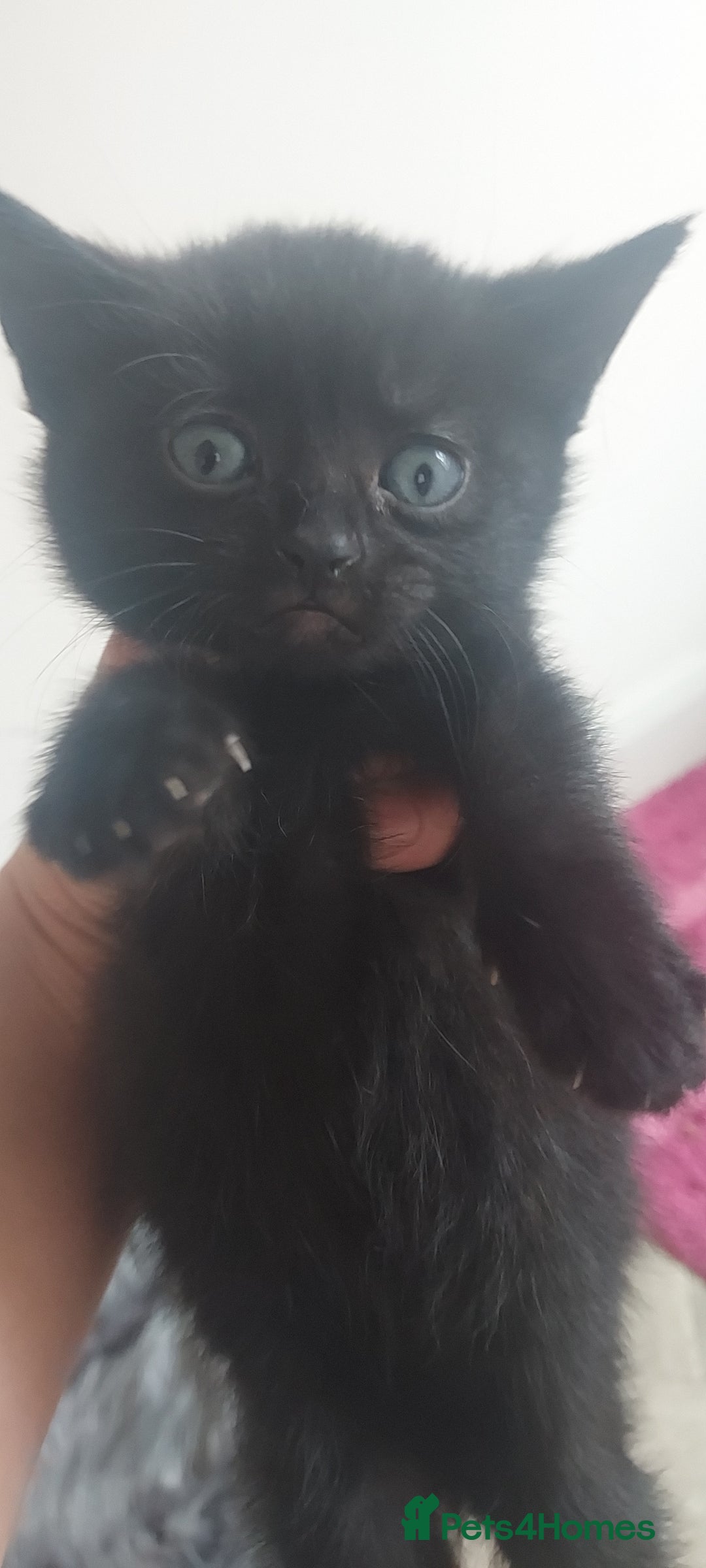 Mixed Breed cats for sale: Looking for loving home.Free of charge - Image 1