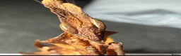 Praying Mantis invertebrates for sale: Phyllocrania paradoxa(ghost mantis) - Advert 5