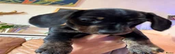 Miniature Dachshund dogs for sale: Ready now litter of brindle miniature Dachshunds - Advert 10