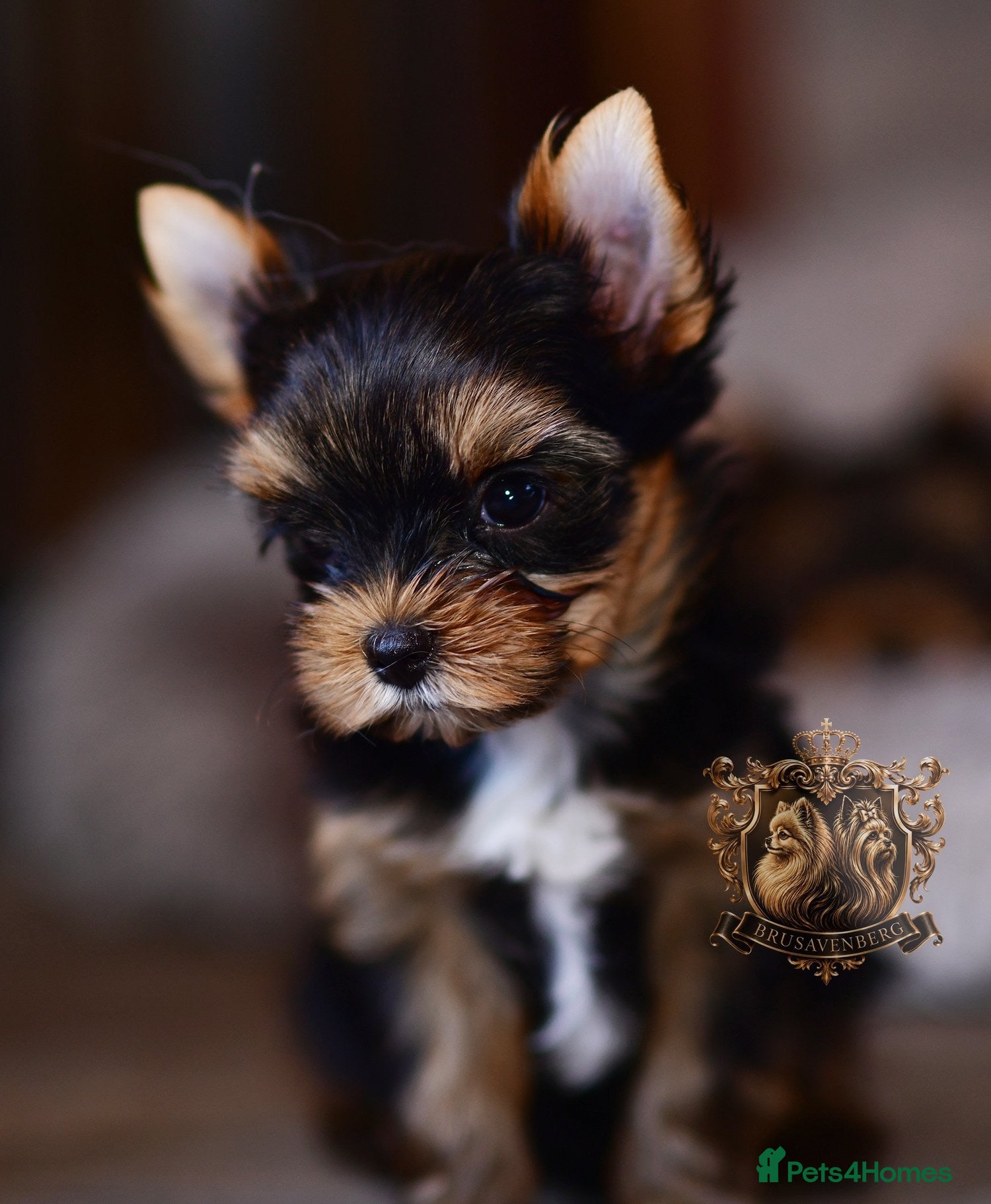 Yorkshire Terrier dogs TOP QUALITY PRICKED EARS MINIATURE YORKIES KC DNA - Advert 15