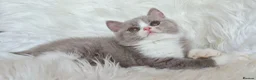 British Shorthair cats for sale: Stunning British shorthair kittens  - Advert 18