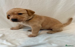 Labrador Retriever dogs for sale: Family/Working bred KC Labradors - Image 21