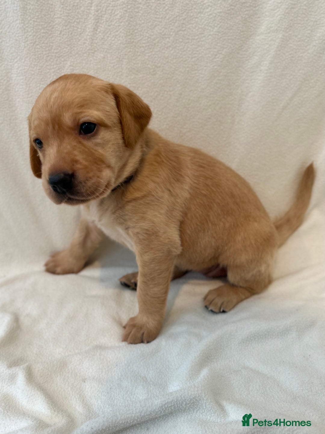 Labrador Retriever dogs for sale: Family/Working bred KC Labradors - Image 21