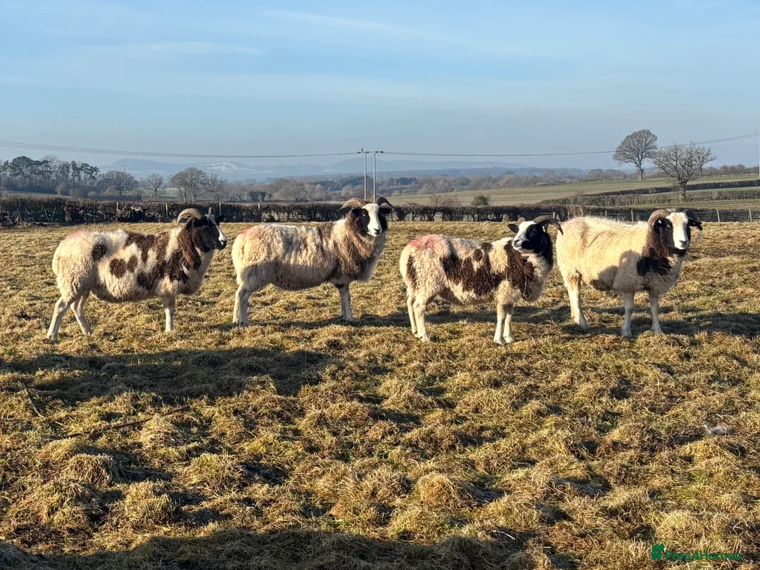 Sheep livestock for sale: In lamb Jacob’s  - Advert 4