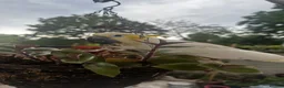 Parrots birds for sale: Baby beautiful crested cockatoo perfect tame  in London - Advert 3