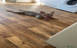 French Bulldog dogs for sale: REDUCED - French Bulldog  in Stevenage - Image 10