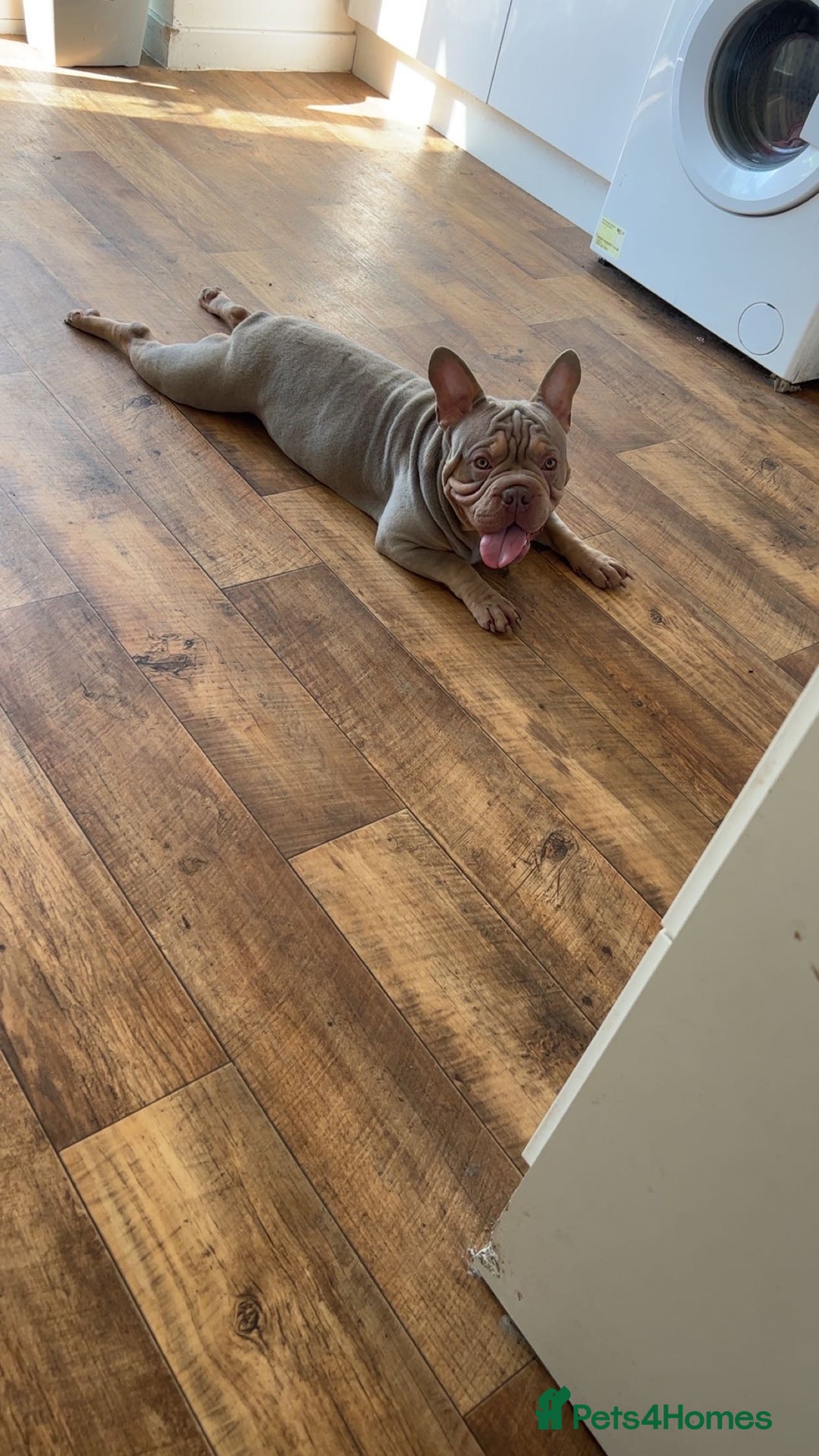 French Bulldog dogs for sale: REDUCED - French Bulldog  in Stevenage - Image 10