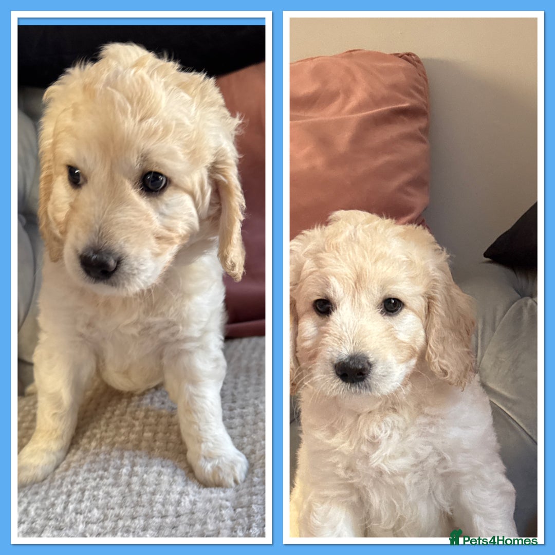 Mini Goldendoodle dogs for sale: Ready 19/9 Family Raised F1 Mini Goldendoodles 💖  - Image 16
