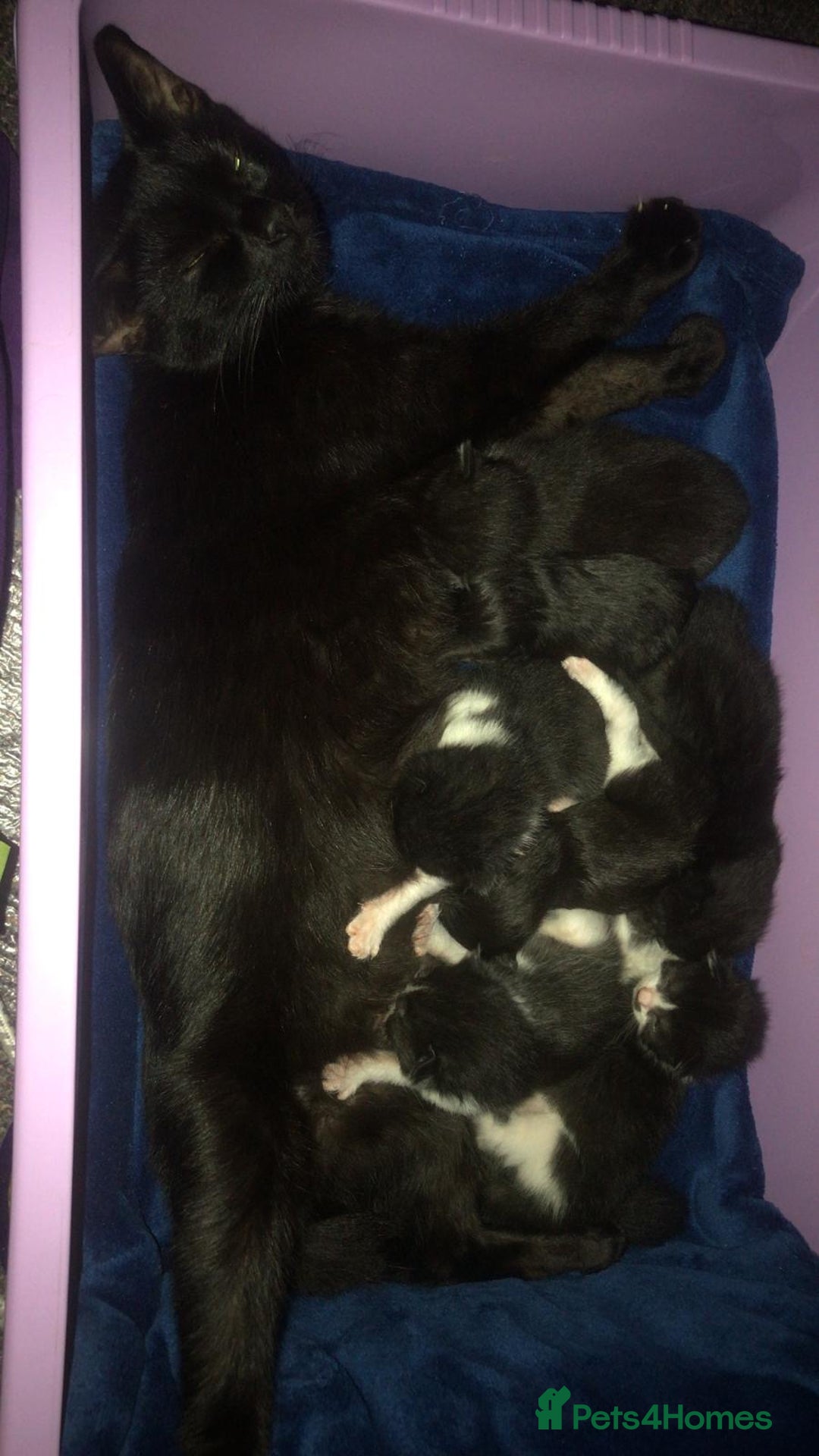 Domestic Shorthair cats for sale: Kittens for sale - Image 1