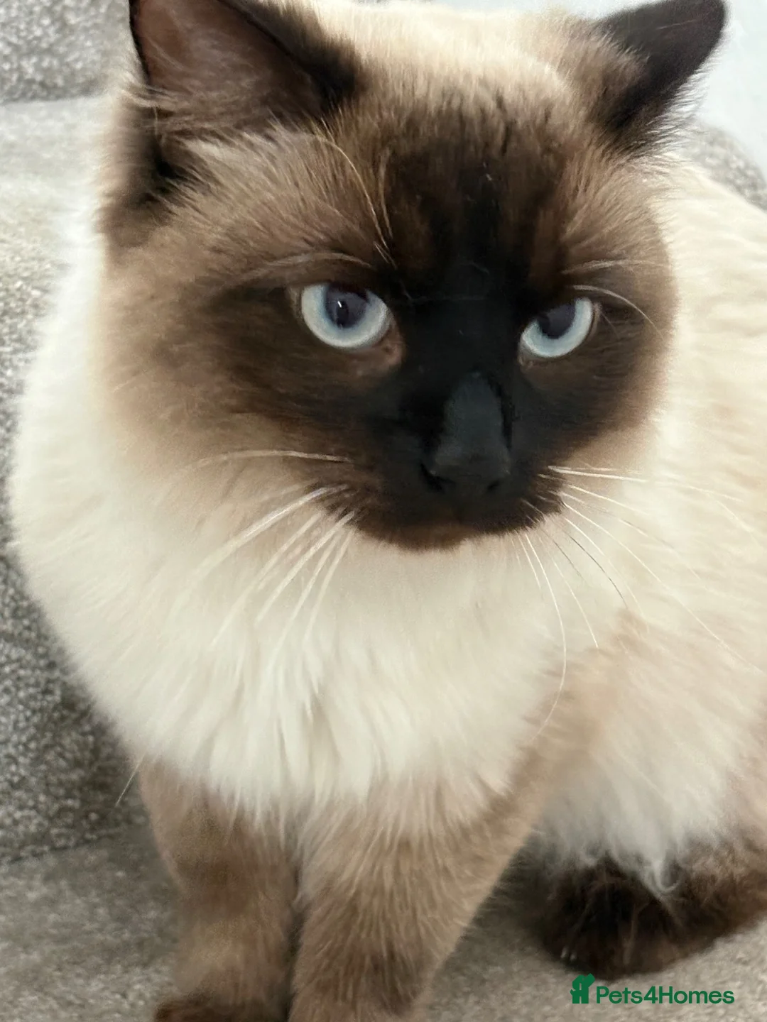 Ragdoll cats for sale: Ragdoll cat  - Advert 1