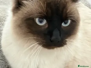 Ragdoll cats Ragdoll cat - Advert 3